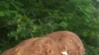 Záhorie je už teraz miestom, kde sa nachádzajú riadne dubáky. Toto sa v Dubovej podarilo Lýdii Hutterovej Kovalčíkovej.