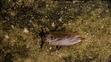 Belostóma veľká (lat. Lethocerus patruelis)
