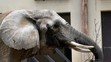 Slonica Gula v pavilóne slonov v ZOO Bojnice