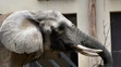 Slonica Gula v pavilóne slonov v ZOO Bojnice
