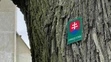 Záber na 460-ročný strom.