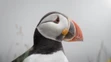 Víťaz kategórie Vtáky: polárna kačica na Islande.