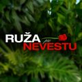 Ruža pre nevestu