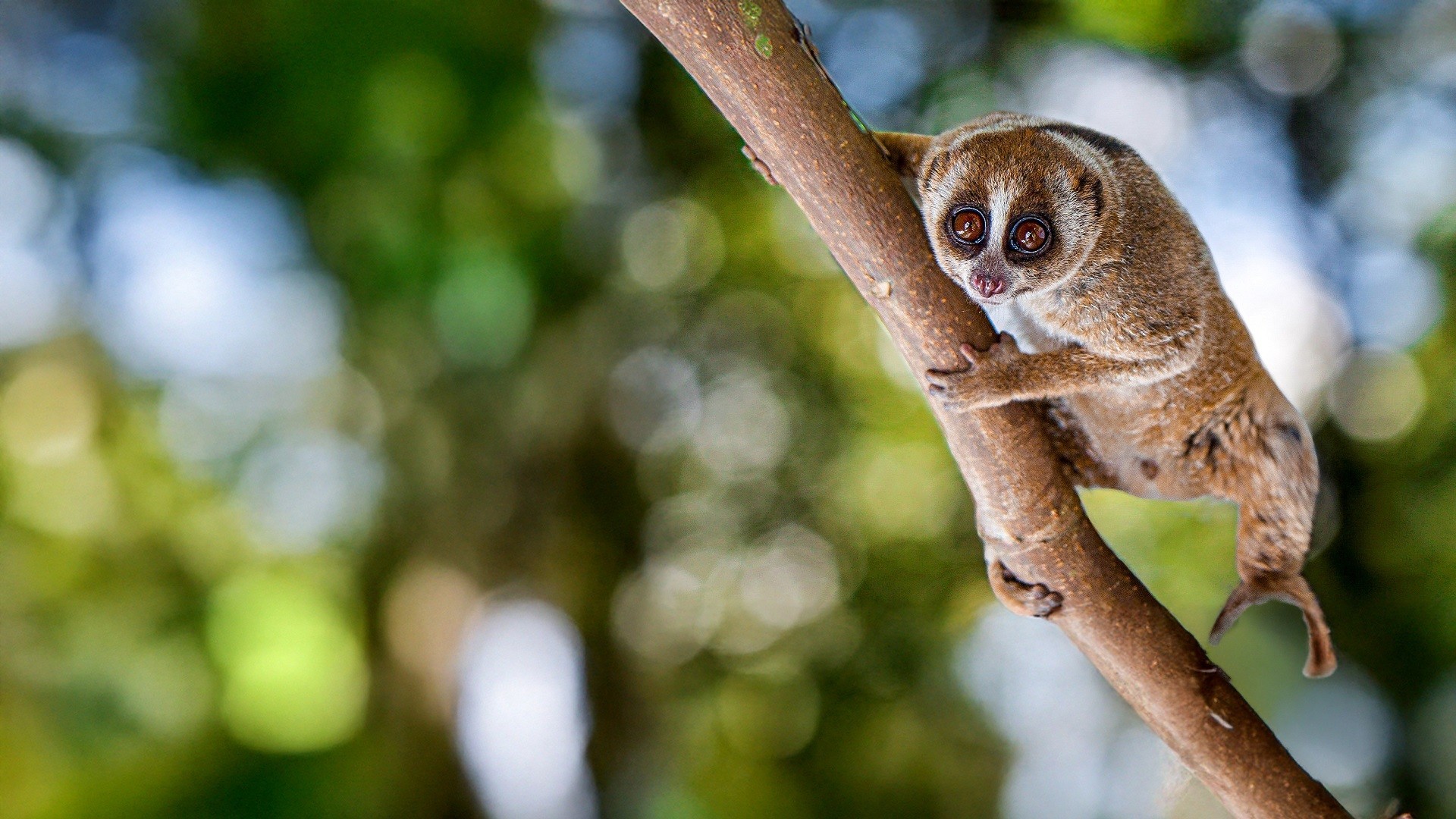 Kukang Movie: Příběh o outloních a lidech