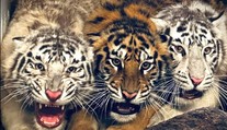 V bojnickej ZOO zahynulo mláďa tigra. O život ho zrejme pripravili jeho dve sestry