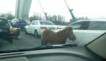 Šoféri sa nestačili čudovať. Na moste Apollo sa naháňali poník a ovca