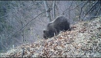 V areáli kúpeľov Sliač videli malé medvieďa. Miestni sa boja, či sa v okolí nenachádza jeho matka