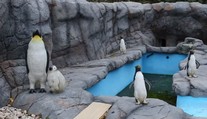 Prečo sa nehýbu? Nová exotická atrakcia britskej zoo pôsobí ako zlý vtip