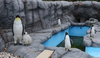 Prečo sa nehýbu? Nová exotická atrakcia britskej zoo pôsobí ako zlý vtip
