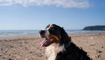 Zdravotné riziká dovoleniek: Veterinárka varuje pred chorobou, ktorá môže byť smrteľná
