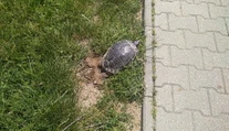 Exotika v Bratislave: Novou atrakciou sa stali korytnačky, ktoré kladú vajcia