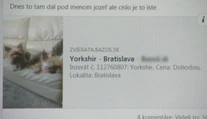 Ľudia sadli na lep podvodníkovi. Zaplatili za šteniatko, no nemajú psa ani peniaze
