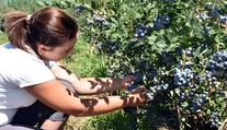 Sezóna zberu čučoriedok sa začala. Nazbierať si ich okrem lesa môžete aj na fialových plantážach