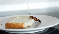 VIDEO: Najedia sa kráľovsky a zadarmo. Rodina sa v reštauráciách sťažuje na švába v jedle, dávajú ho tam však sami