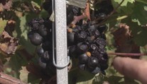 Ovocinári a vinári hlásia škody. Môže za to tento malý hmyz
