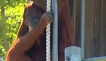 Zomrel najstarší orangutan na svete. Tento druh je už kriticky ohrozený