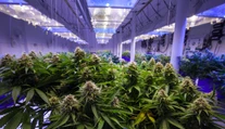 Prvá krajina Európy zlegalizuje pestovanie a užívanie marihuany pre vlastnú spotrebu