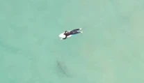 Dron zachytil stretnutie surfistu so žralokom. Takéto niečo sa nestáva často