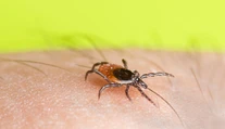 Kliešte priťahujú viaceré vône. Podľa čoho si vyberajú svoje obete?