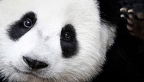 Panda veľká už nie je ohrozený druh