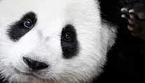 Panda veľká už nie je ohrozený druh