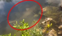 VIDEO: Nezvyčajný následok hurikánu. Uprostred mesta na Floride žije žralok, ktorého priniesli záplavy