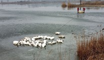Vyčíňa vtáčia chrípka. Zo štrkoviska na Záhorí vytiahli až 70 uhynutých labutí
