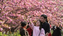 Krása, ktorá sa len tak nevidí: V Japonsku rozkvitli nádherné sakury
