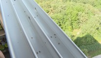 Plné balkóny aj okná. Košičanov trápi zapáchajúci hmyz, ktorí dokáže aj poštípať