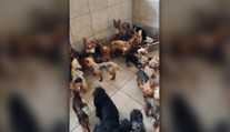 Žena pri V. Krtíši chovala v otrasných priestoroch desiatky psov. Objavili tam aj výskyt nákazlivého ochorenia