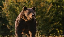 Európsky princ mal zastreliť najväčšieho medveďa v EÚ