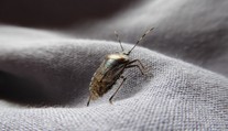 Chorvátsko zaplavil zapáchajúci hmyz. Miestna obyvateľka vyrozprávala hrozivú skúsenosť