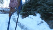 Vyrúbať si stromček bez povolenia sa nevypláca. Riskujete tým mastnú pokutu a trestné stíhanie