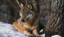 Nová vláda si berie na „mušku“ aj vlky. Podľa ochranára ide o pomstu