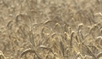 Poľnohospodári zožnú viac pšenice, ako sa očakávalo. Malo by sa to prejaviť na cenách v pekárňach