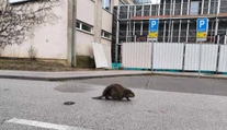 VIDEO: Košičanov vystrašil na zastávke MHD bobor. Prechádzal sa pomedzi ľudí čakajúcich na spoj