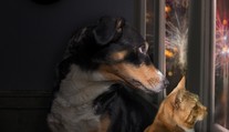 S veterinárom o zvieratách počas silvestrovskej noci. Upokojovaním im dávate vedieť, že sa niečo deje