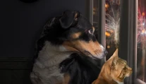 S veterinárom o zvieratách počas silvestrovskej noci. Upokojovaním im dávate vedieť, že sa niečo deje