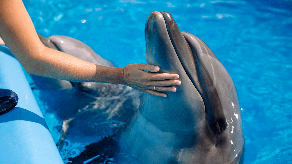 Delfíny sa nám podobajú viac, než si myslíme. Vedci objavili ďalšiu spoločnú vlastnosť