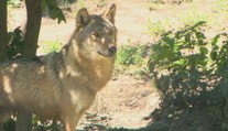 Ďalší útok vlkov na severovýchode Slovenska. Farmárovi roztrhali hovädzí dobytok