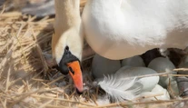 Dôkaz, že aj zvieratá majú dušu? Labuť zomrela od žiaľu, keď jej vajíčka rozdrvili tehlami