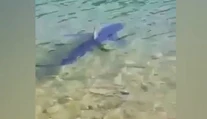 Ďalší žralok v Chorvátsku: Na videu vidieť, že priplával až k brehu