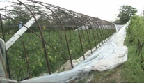 Skaza na juhu Slovenska. Krúpy za pár minút spôsobili spúšť, akú si farmári nepamätajú