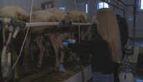 Osem hodín sa nezastavila. Naša kolegyňa si vyskúšala, ako sa treba obracať na farme