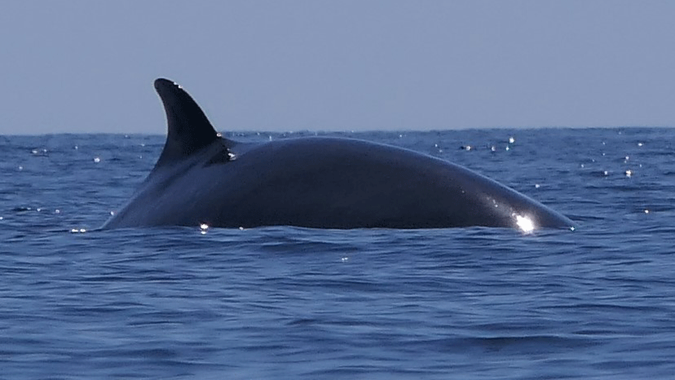 VIDEO: Úžasný zážitok. K mužovi na kajaku sa priblížili tri obrovské vráskavce