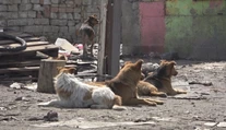 Problémy s týranými a uhynutými psami sa tam stupňujú. Veľká Ida sama požiadala o pomoc
