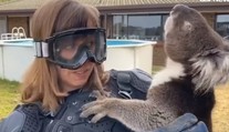 VIDEO: Reportérka skočila na starý austrálsky žart. Uverila, že koala má krvilačného bratranca
