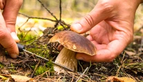 Čo ste o hubách ešte nepočuli. Viete napríklad, že máme aj mäsožravú hubu?