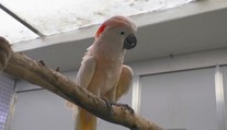 Sú jediní na Slovensku. V bojnickej zoo sa starajú o zhabané zvieratá z nelegálnych chovov