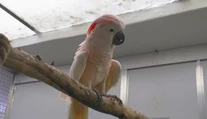 Sú jediní na Slovensku. V bojnickej zoo sa starajú o zhabané zvieratá z nelegálnych chovov